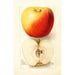 Reprodukcja obrazu Malus domestica Banana - Deborah Griscom Passmore