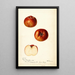 Reprodukcja obrazu Malus domestica Bloomless - Deborah Griscom Passmore