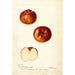 Reprodukcja obrazu Malus domestica Bloomless - Deborah Griscom Passmore