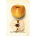 Malus domestica Champion Pippin - Deborah Griscom Passmore — widok dzieła