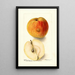 Reprodukcja obrazu Malus domestica Floyd - Deborah Griscom Passmore