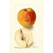 Reprodukcja obrazu Malus domestica Floyd - Deborah Griscom Passmore