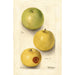 Malus domestica Grimes - Deborah Griscom Passmore — widok dzieła