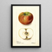 Reprodukcja obrazu Malus domestica Keeskemet - Deborah Griscom Passmore