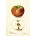 Reprodukcja obrazu Malus domestica Keeskemet - Deborah Griscom Passmore