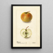 Malus domestica Lewelling Crab - Deborah Griscom Passmore — oprawiony obraz na ścianie