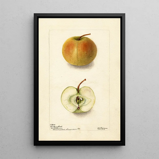 Deborah Griscom Passmore - Malus domestica Lewelling Crab.webp