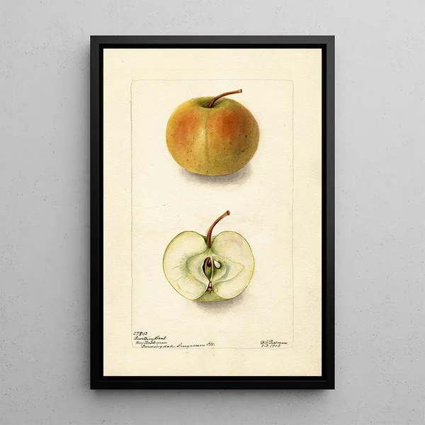 Malus domestica Lewelling Crab - Deborah Griscom Passmore — oprawiony obraz na ścianie