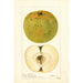 Malus domestica McMillin - Deborah Griscom Passmore — widok dzieła