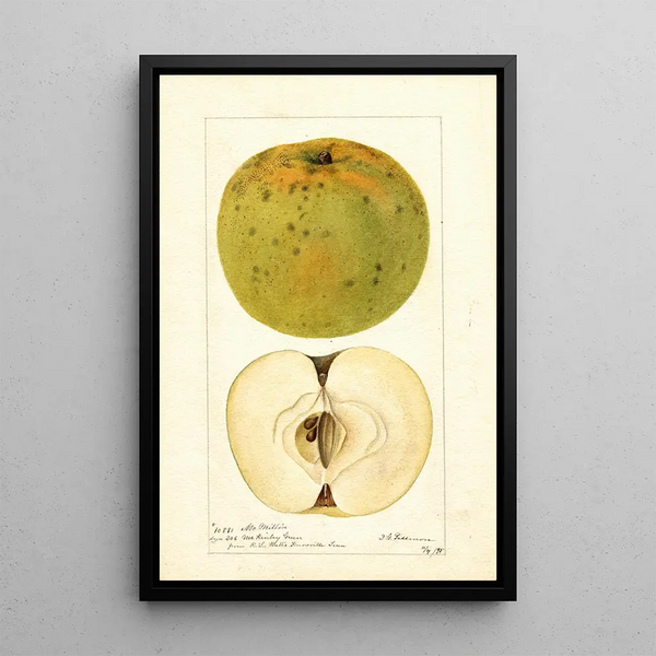 Malus domestica McMillin - Deborah Griscom Passmore — oprawiony obraz na ścianie
