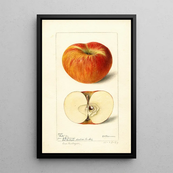 Reprodukcja obrazu Malus domestica Ralls - Deborah Griscom Passmore