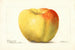 Malus domestica Reinette Gris - Deborah Griscom Passmore — widok dzieła