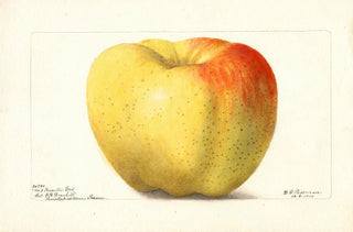 Deborah Griscom Passmore - Malus domestica Reinette Gris.webp