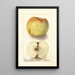 Reprodukcja obrazu Malus domestica Sklanka Bogdanoff - Deborah Griscom Passmore