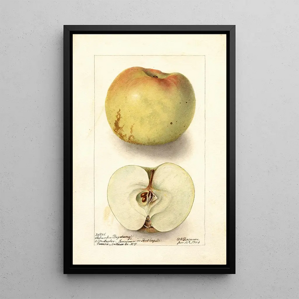 Reprodukcja obrazu Malus domestica Sklanka Bogdanoff - Deborah Griscom Passmore