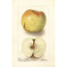 Reprodukcja obrazu Malus domestica Sklanka Bogdanoff - Deborah Griscom Passmore