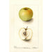 Malus domestica Spohr - Deborah Griscom Passmore — widok dzieła