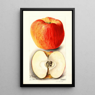 Deborah Griscom Passmore - Malus domestica Spokane.webp