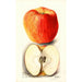 Reprodukcja obrazu Malus domestica Spokane - Deborah Griscom Passmore