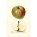 Malus domestica Summer Rambo - Deborah Griscom Passmore — widok dzieła