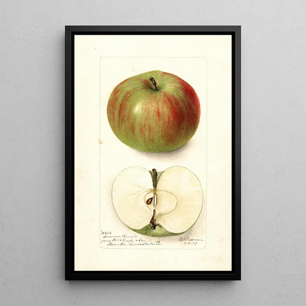 Malus domestica Summer Rambo - Deborah Griscom Passmore — oprawiony obraz na ścianie