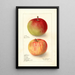 Reprodukcja obrazu Malus domestica Wealthy - Deborah Griscom Passmore