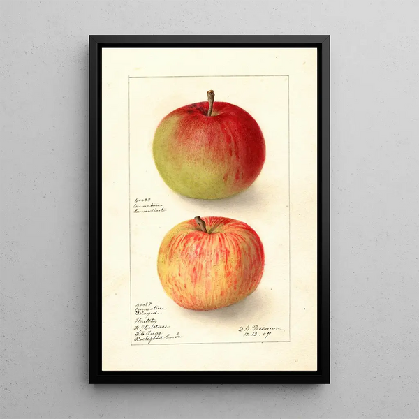 Reprodukcja obrazu Malus domestica Wealthy - Deborah Griscom Passmore