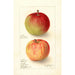 Reprodukcja obrazu Malus domestica Wealthy - Deborah Griscom Passmore