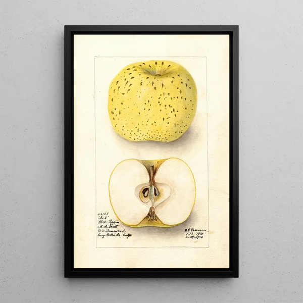 Malus domestica White Pippin - Deborah Griscom Passmore — oprawiony obraz na ścianie