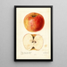 Reprodukcja obrazu Malus domestica Wine - Deborah Griscom Passmore