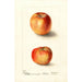 Malus domestica Winesap - Deborah Griscom Passmore — widok dzieła