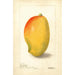 Mangifera indica General Gordon - Deborah Griscom Passmore — widok dzieła