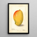 Mangifera indica General Gordon - Deborah Griscom Passmore — oprawiony obraz na ścianie