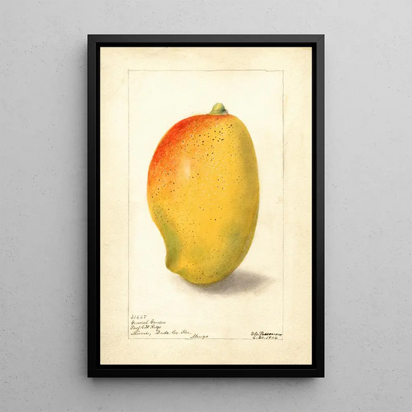 Mangifera indica General Gordon - Deborah Griscom Passmore — oprawiony obraz na ścianie