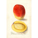 Mangifera indica Mulgoba - Deborah Griscom Passmore — widok dzieła