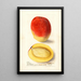Mangifera indica Mulgoba - Deborah Griscom Passmore — oprawiony obraz na ścianie