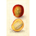 Reprodukcja obrazu Mangifera indica Perrine - Deborah Griscom Passmore