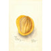 Reprodukcja obrazu Mangifera indica Peters - Deborah Griscom Passmore