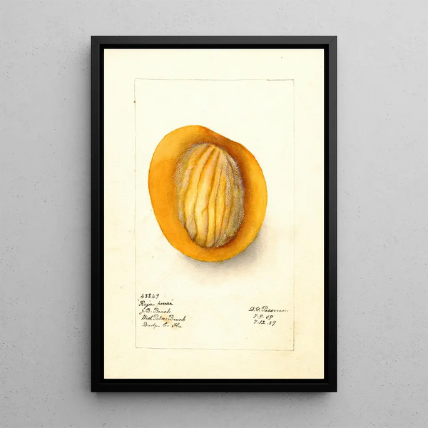 Reprodukcja obrazu Mangifera indica Raja Purra - Deborah Griscom Passmore