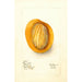Reprodukcja obrazu Mangifera indica Raja Purra - Deborah Griscom Passmore