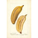 Reprodukcja obrazu Musa Paradise - Deborah Griscom Passmore