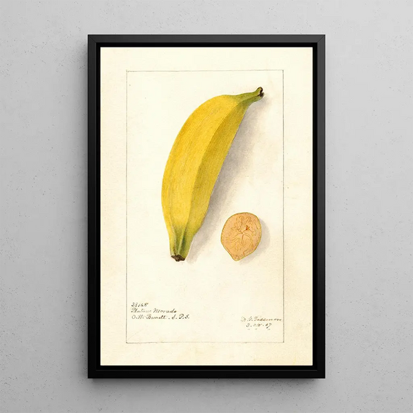 Reprodukcja obrazu Musa Platano Morado - Deborah Griscom Passmore