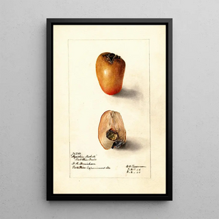 Deborah Griscom Passmore - Myristica fragrans.webp