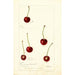 Prunus avium - Deborah Griscom Passmore — widok dzieła