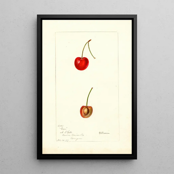 Reprodukcja obrazu Prunus avium Geer - Deborah Griscom Passmore