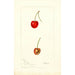 Reprodukcja obrazu Prunus avium Geer - Deborah Griscom Passmore