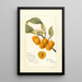 Reprodukcja obrazu Prunus avium Golden Beauty - Deborah Griscom Passmore