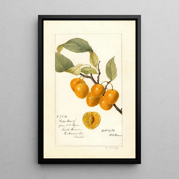 Reprodukcja obrazu Prunus avium Golden Beauty - Deborah Griscom Passmore
