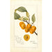 Reprodukcja obrazu Prunus avium Golden Beauty - Deborah Griscom Passmore