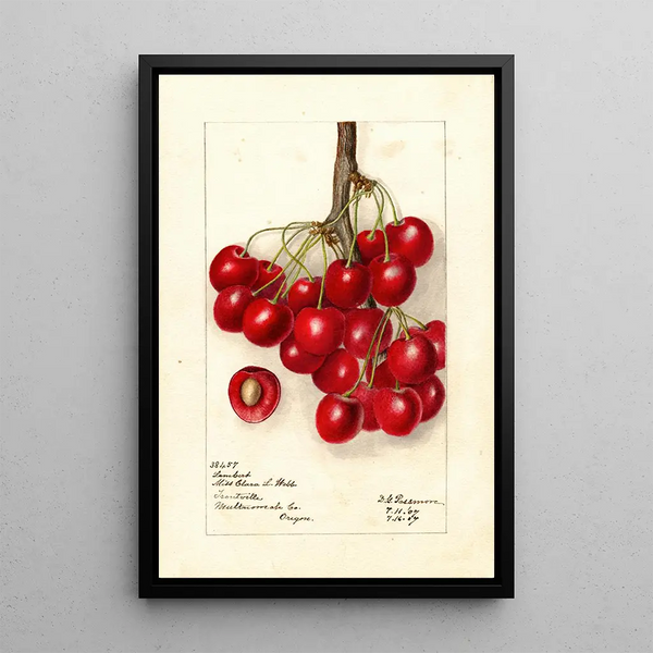 Reprodukcja obrazu Prunus avium Lambert - Deborah Griscom Passmore